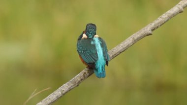 Ortak balıkçı, Alcedo bu işte.