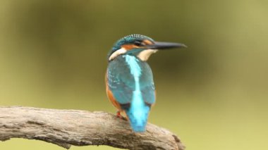 Ortak balıkçı, Alcedo bu işte.