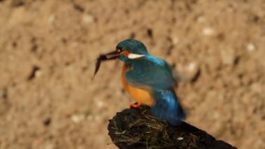 Ortak balıkçı, Alcedo bu işte.