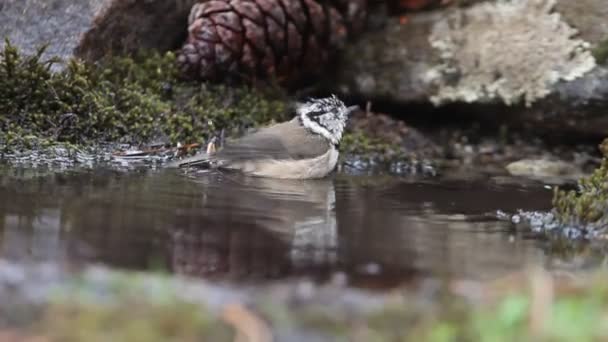 Crested Tit First Light Day Taking Bath Natural Spring Summer — Stock video