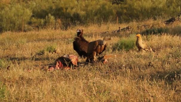 Griffon Abutre Gyps Fulvus Abutre Negro Aegypius Monachus — Vídeo de Stock