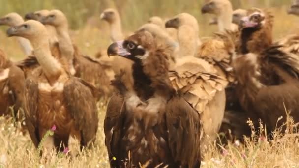 Avvoltoio Grifone Gyps Fulvus Avvoltoio Nero Aegypius Monachus — Video Stock