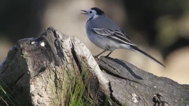 White Wagtail First Light Day — Stock Video