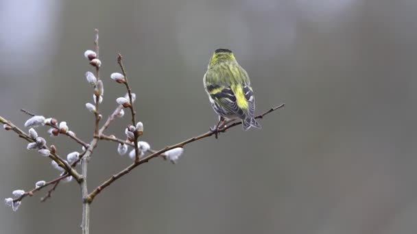 Varón Piel Becerro Euroasiática Carduelis Spinus — Vídeos de Stock