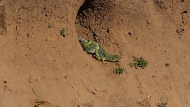 Varón Hembra Lagarto Ocelado Timon Lepidus — Vídeo de stock