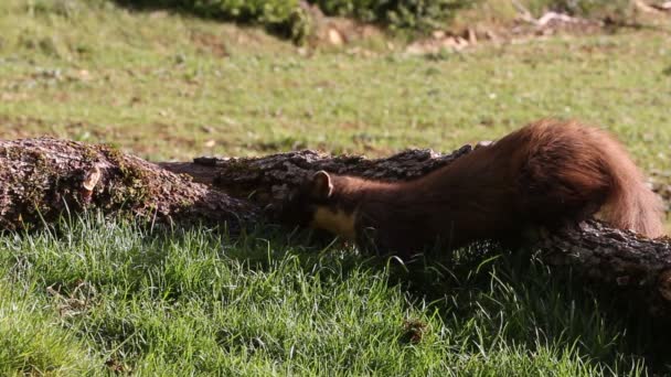 Pine Marten Martes Martes — Stock Video