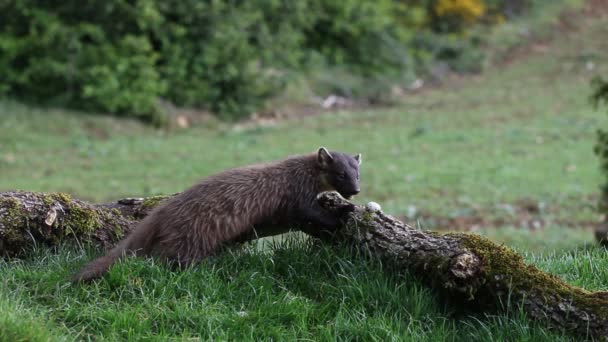 Pine Marten Martes Martes — Stok Video