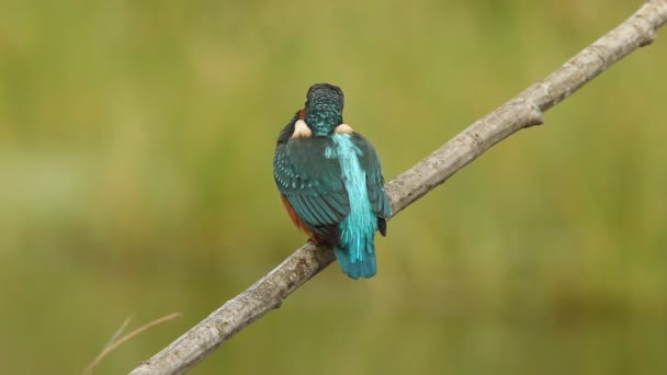 Vanlige Kungsfiskare Alcedo Vid Detta — Stockvideo