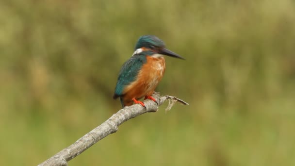 Звичайний Kingfisher Aledo Atthis — стокове відео