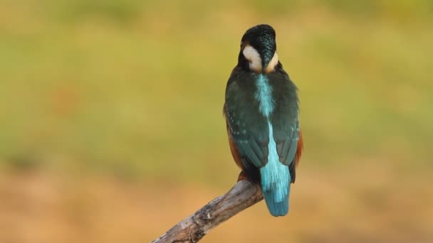 Звичайний Kingfisher Aledo Atthis — стокове відео