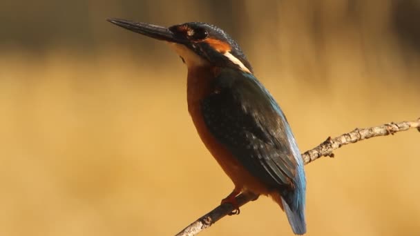 Pescivendolo Comune Alcedo Atthis — Video Stock