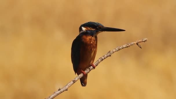 Звичайний Kingfisher Aledo Atthis — стокове відео