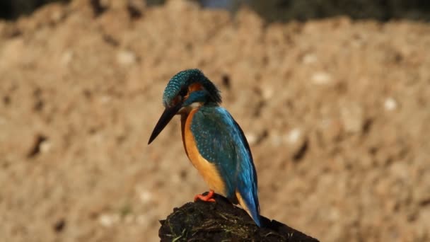 Pescador Común Alcedo Este — Vídeo de stock