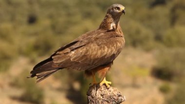 Milvus migrans, Siyah uçurtma