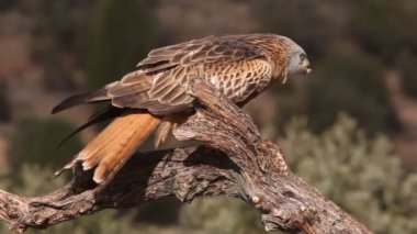 Kırmızı Uçurtma, Milvus Milvus