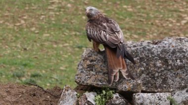 Kırmızı Uçurtma, Milvus Milvus