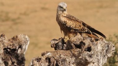 Kırmızı Uçurtma, Milvus Milvus