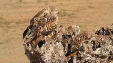 Kırmızı Uçurtma, Milvus Milvus