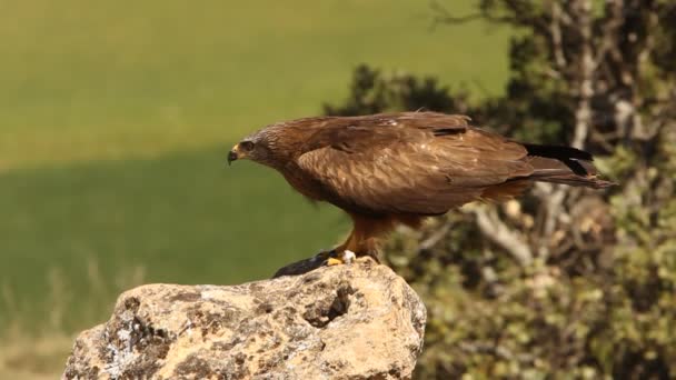 Milvus Migrans Black Kite — Stock Video