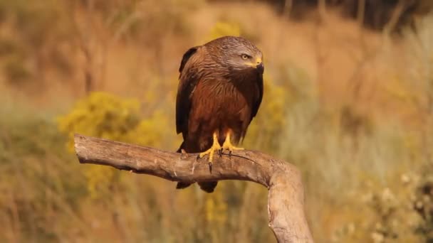 Milvus Migrans Black Kite — Stock Video