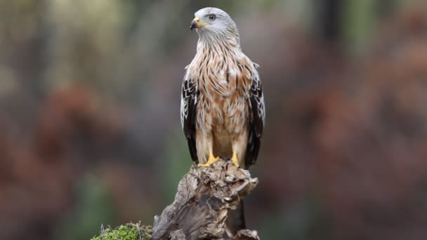 Red Kite Milvus Milvus — Stock Video