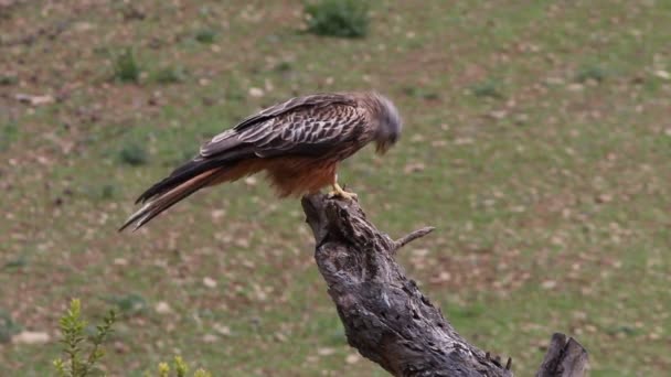 Kite Vermelha Milvus Milvus — Vídeo de Stock