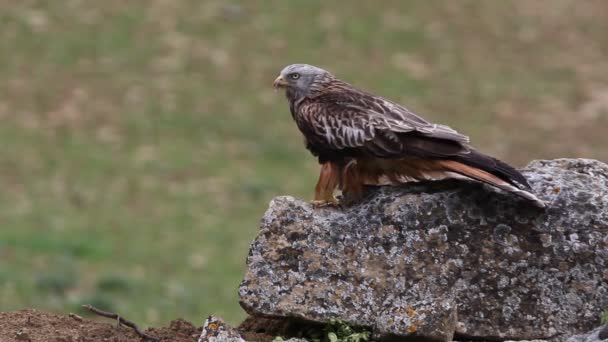 Červený Drak Milvus Milvus — Stock video