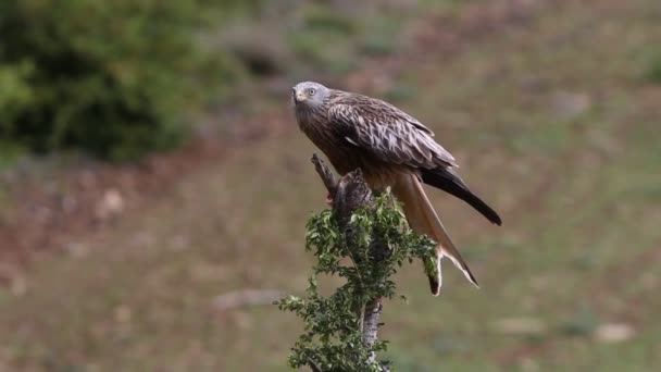 Červený Drak Milvus Milvus — Stock video