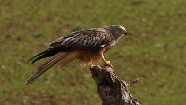 Cerf Volant Rouge Milvus Milvus — Video