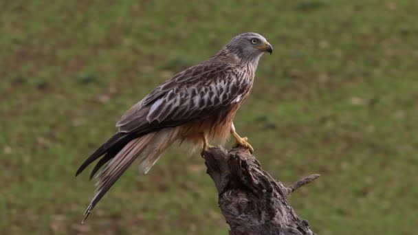 Red Kite Milvus Milvus — Stock Video