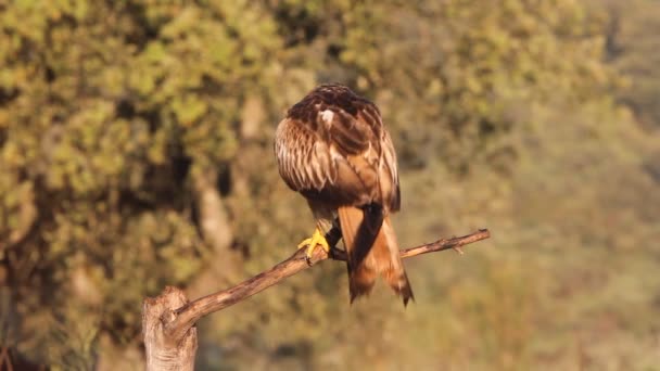 Red Kite Milvus Milvus — Stock Video