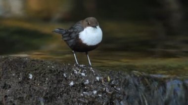 Cinclus cinclus, dipper, kuş. Nehri