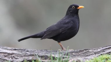 ortak karakuş, turdus merula