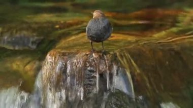 Cinclus cinclus, dipper, kuş, nehir