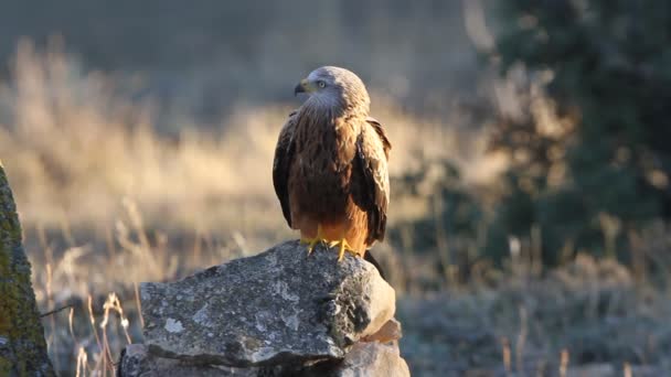 Red Kite Milvus Milvus — Stock Video