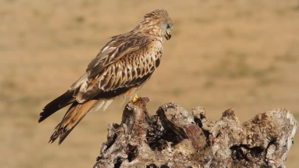 Cerf Volant Rouge Milvus Milvus — Video