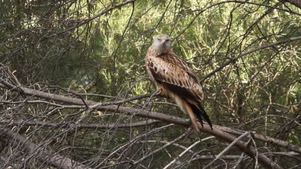 Cerf Volant Rouge Milvus Milvus — Video