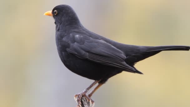 Pássaro Negro Comum Turdus Merula — Vídeo de Stock