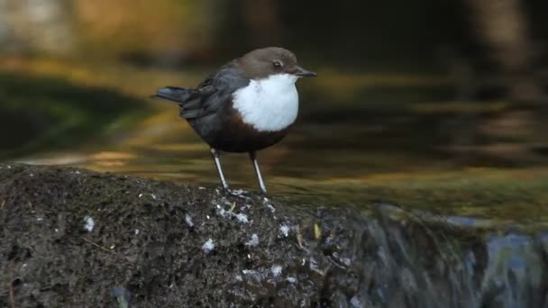 Cinclus Cinclus Łyżki Ptak Rzeki — Wideo stockowe