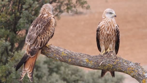 Red Kite Milvus Milvus — Stock Video