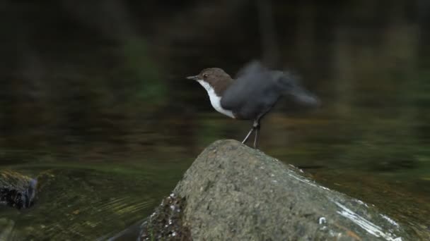 Cinclude Cinclus Tuffatore Uccello Fiume — Video Stock