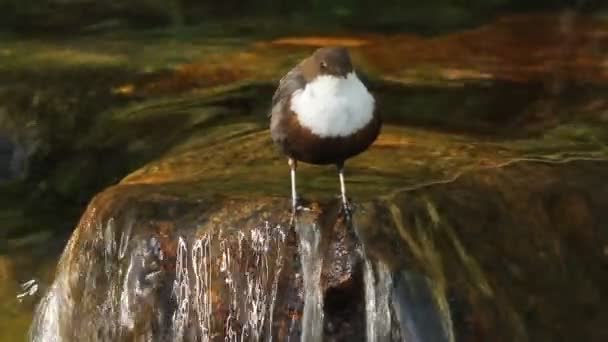 Cinclus Cinclus Dipper Burung Sungai — Stok Video