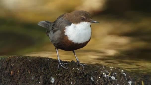 Cinclus Cinclus Dipper Pájaro Río — Vídeo de stock