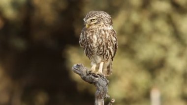 Küçük baykuş, Athene noctua, olws