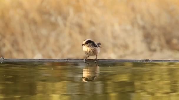 Teta Cola Larga Aegithalos Caudatus — Vídeo de stock