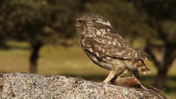 Pequeño Búho Athene Noctua Olws — Vídeo de stock