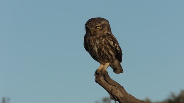 Pequena Coruja Athene Noctua Olws — Vídeo de Stock