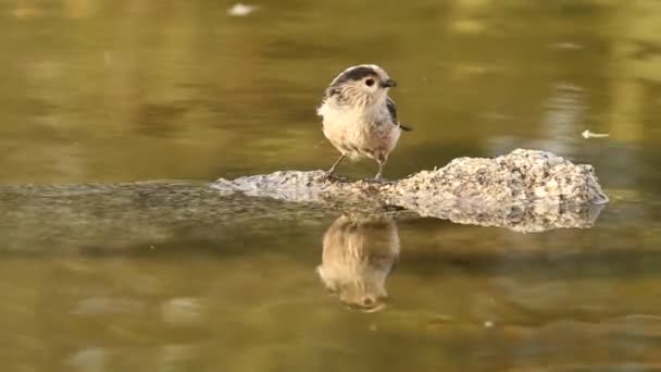 Teta Cauda Longa Aegithalos Caudatus — Vídeo de Stock