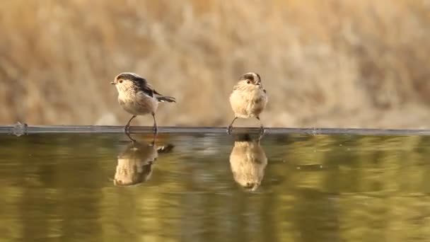 Teta Cola Larga Aegithalos Caudatus — Vídeo de stock