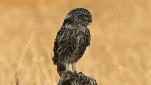 Pequeño Búho Athene Noctua Olws — Vídeos de Stock